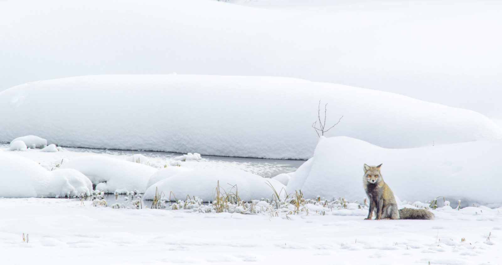 grand-teton-national-park-foundations-winter-wildlife-Fox in winter resting