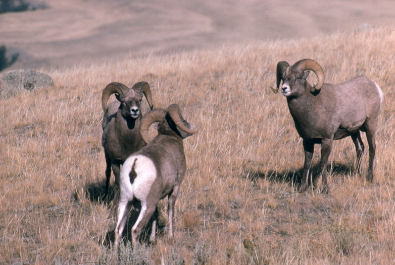 gtnp-bighorn-sheep