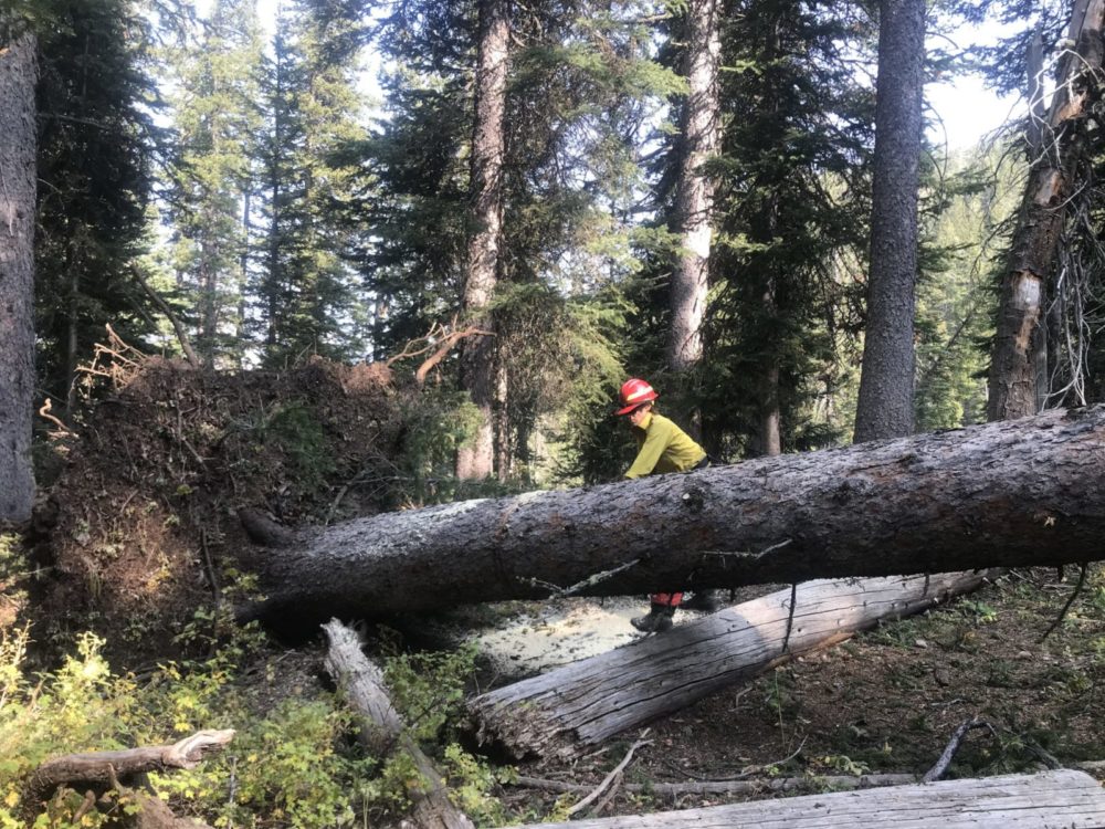 A trail crew member cuts a large tree uprooted by wind in Granite Canyon. Photo: Tyler Bitner