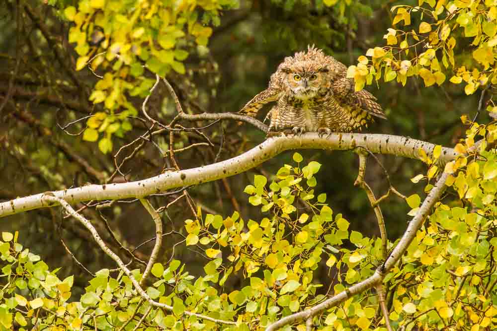 Great Horned Owl in Fall, Grand Teton Natioanl Park @joshmettenp This great horned owl
will remain in the park through the winter. Photo: Josh Metten, Jackson Hole EcoTour Adventures.