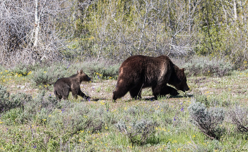 A sow grizzly bear with her cub. Always be bear aware and never approach park wildlife!