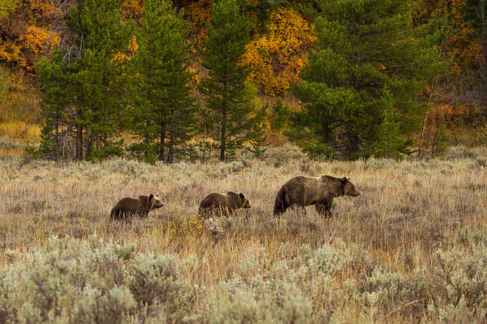 Both black and grizzly bears are entering "hyperphaghia" which quite literally means "over-eating."  Photo: Josh Metten, Jackson Hole EcoTour Adventures.