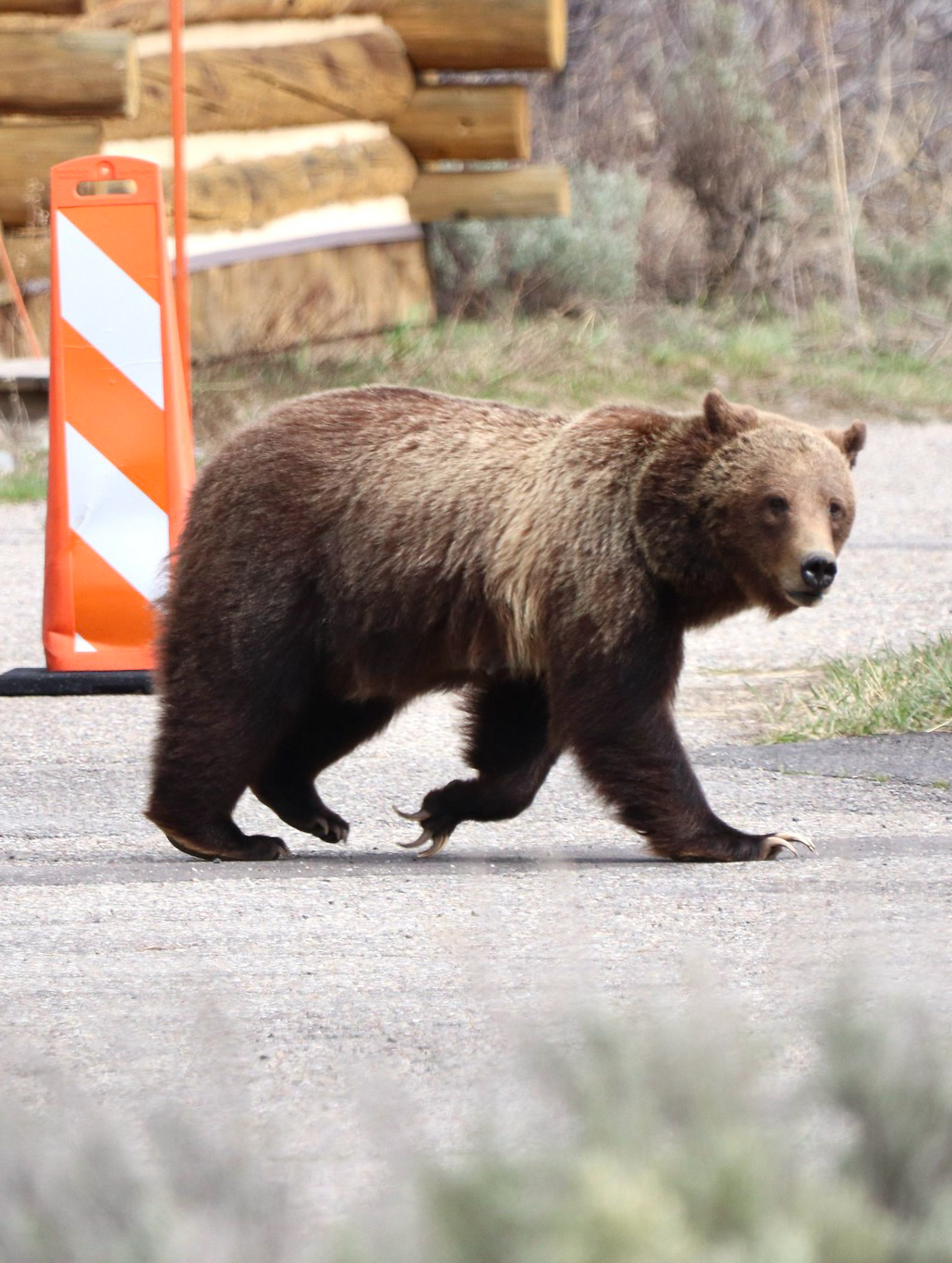 Grizzly at Moose Grizzly at Moose