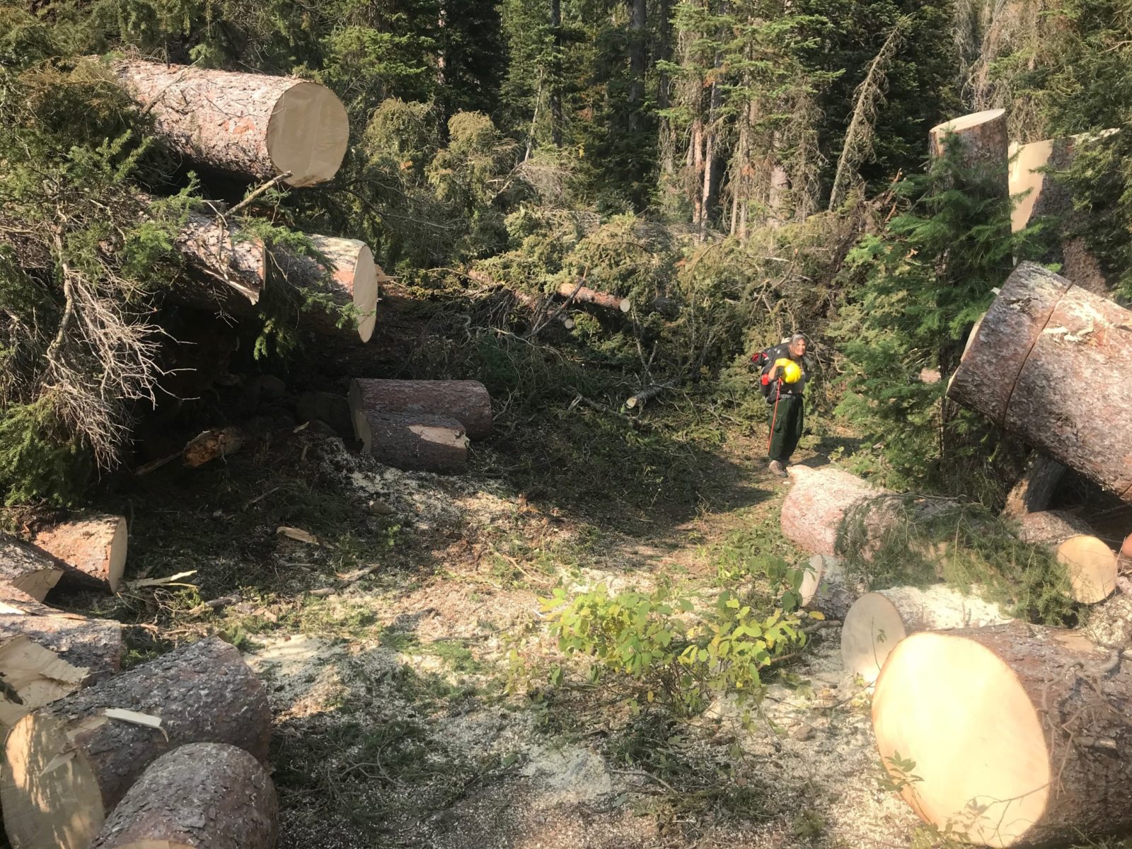 A trail crew worker looks back at large, freshly-cut spruce trees in Death Canyon. Photo: Tim Anderson. 