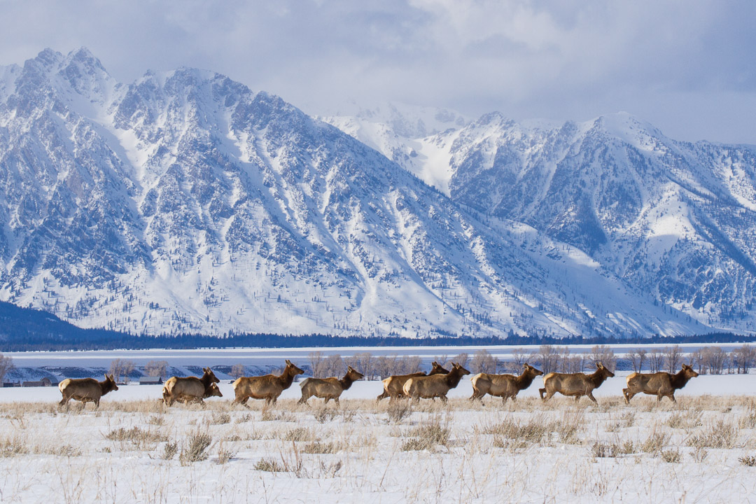 Most of Grand Teton's elk have migrated south to the National Elk Refuge for winter. Photo: Josh Metten/Jackson Hole EcoTour Adventures.