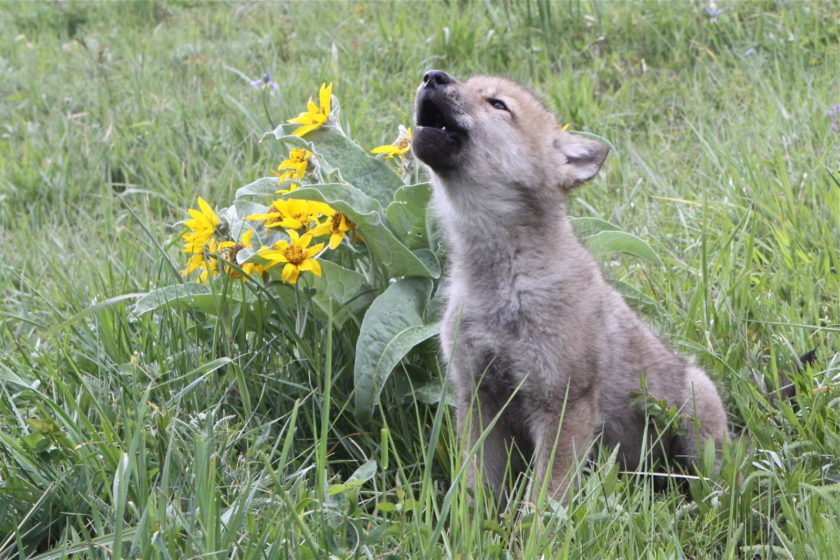 IMG_2445_2 Wolf pups from successfully reproducing packs are out and about, learning about the new world around them, playing and growing rapidly. Photo by Gene Tremblay.