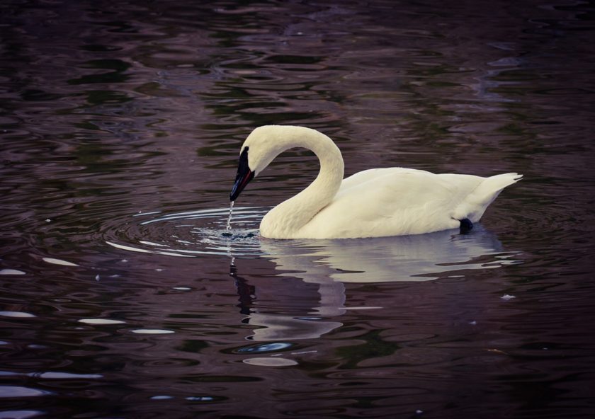 Trumpeter swans are among the largest bird species in Grand Teton. Photo: Lisa Wan.