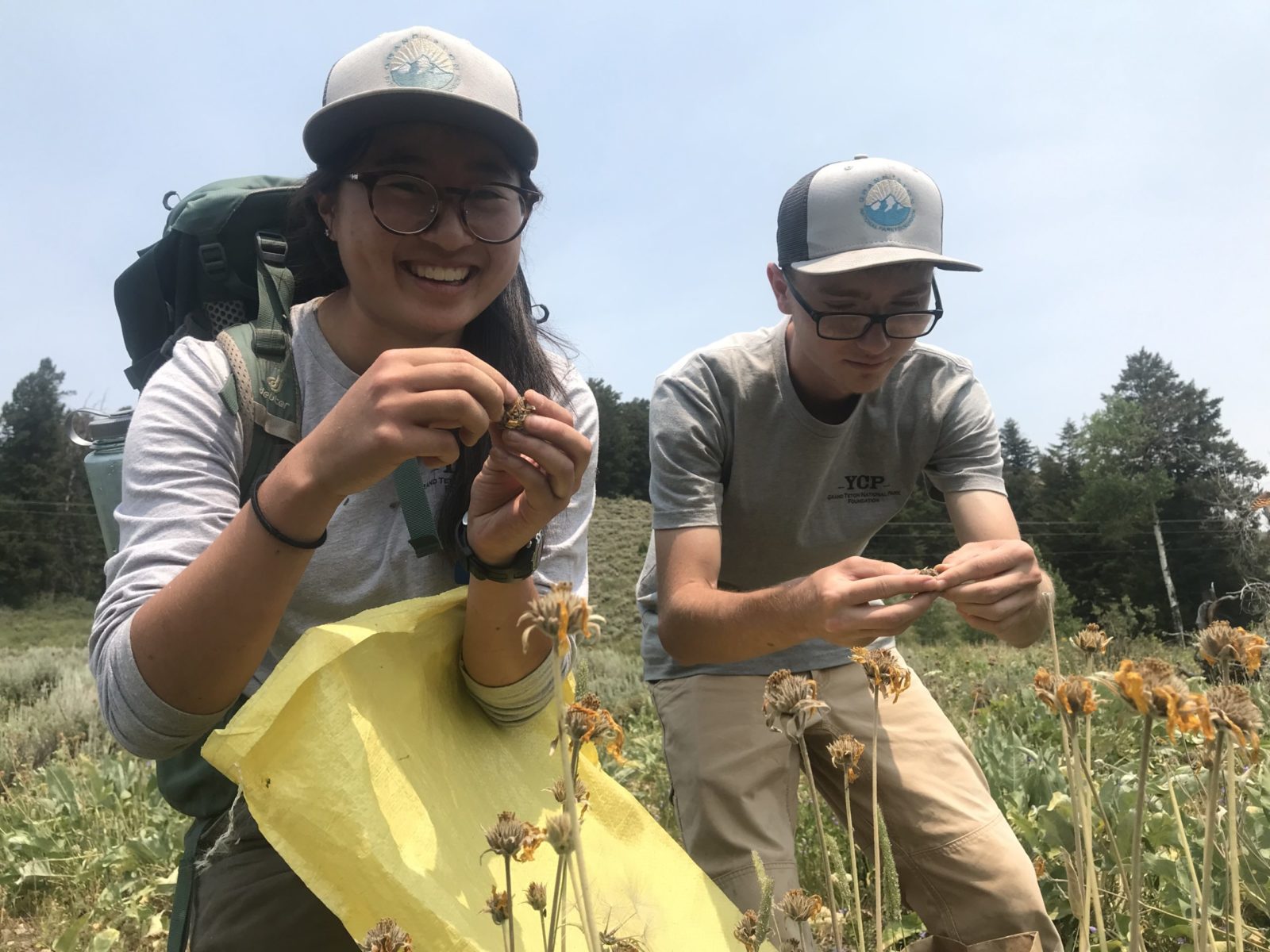 YCP members Natalie and Robert assist the Vegetation Crew collecting Balsamroot seeds to help maintain this native species in Grand Teton.