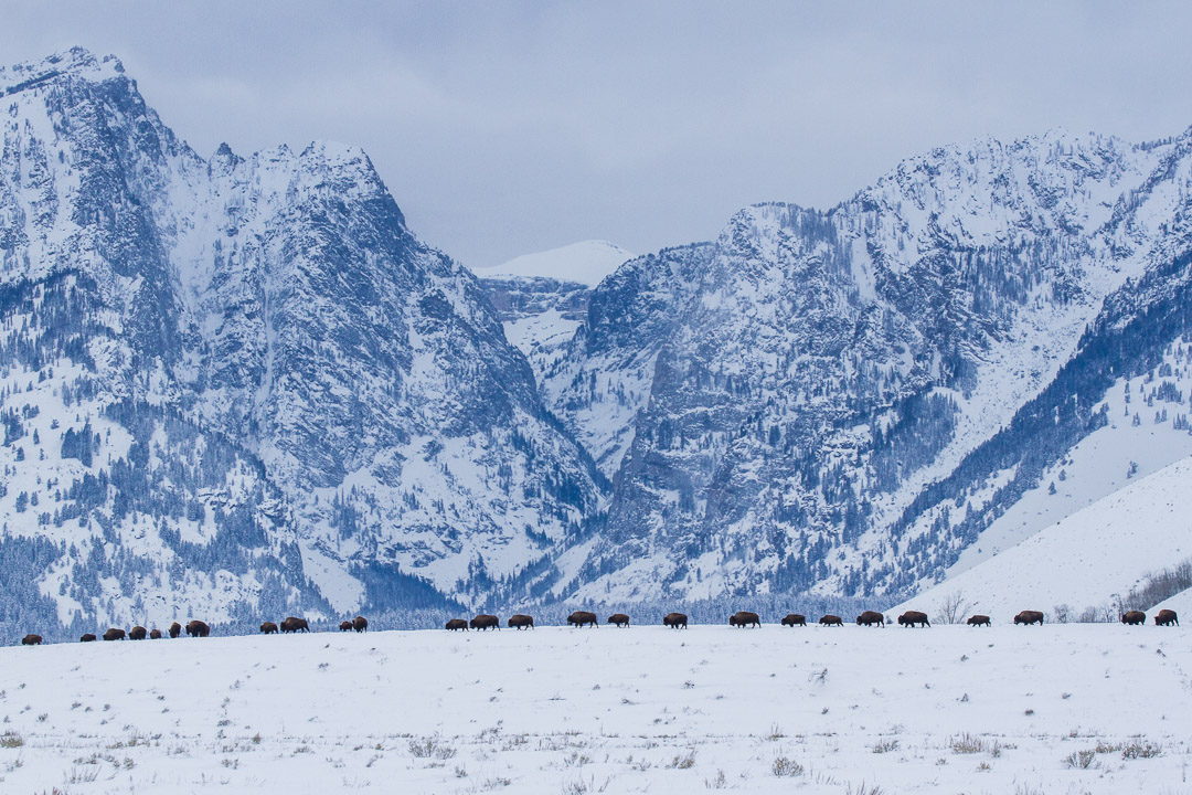 Bison often remain inside Grand Teton throughout winter. Photo: Josh Metten/Jackson Hole EcoTour Adventures.