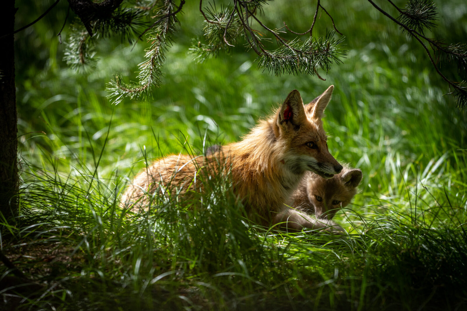 Wildlife Whereabouts: Moose Calves, Fox Pups, and Spring Rains