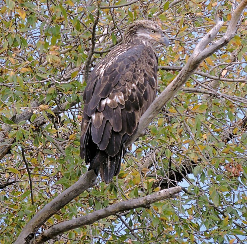 Juvenile Bald Eagle 01