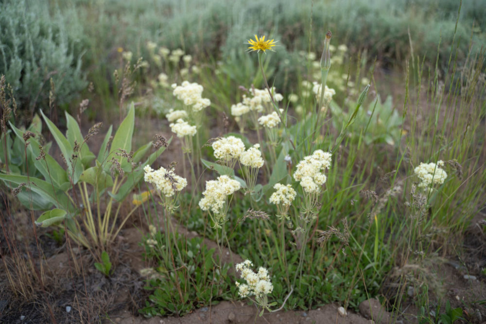 Native sulphur buckwheat, seen above, is returning to the Kelly Hayfields through concerted efforts of park staff and partners. Photo courtesy of Alpyn Beauty.