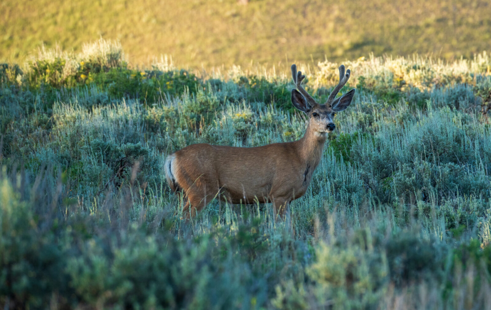 Kelly Parcel Tchavis 2024-09 Mule deer start to make their way out of Grand Teton to their winter migration destinations starting in October.