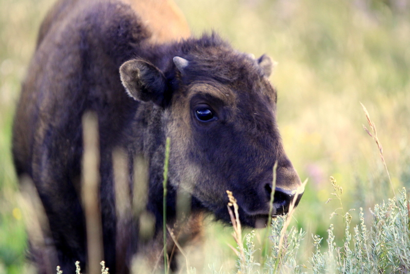 Lisa Van Atta_bison baby