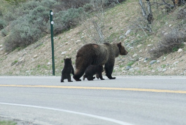 Lisa Wan_610 and cubs 1