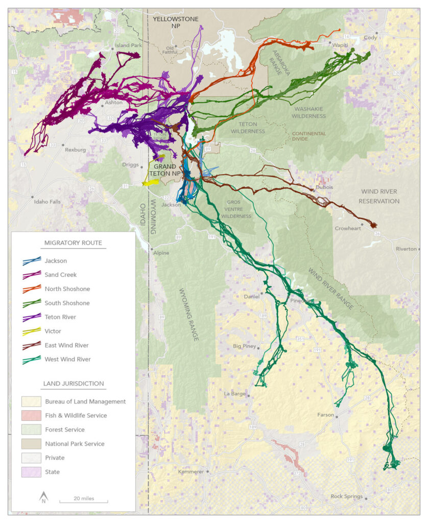 Animal migration: a long-term initiative to identify important corridors that connect park seasonal ranges with those outside the park, focused on protecting migratory pathways and preserving the park’s remarkable biodiversity. The map above depicts mule deer migration routes that the park discovered through Foundation-funded research.