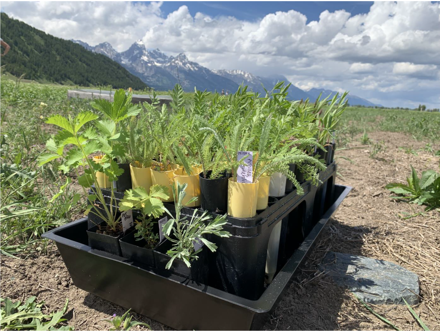 Native plant starts that were grown from seed collected in Grand Teton waiting to be planted as part of our multiyear project to restore sagebrush habitat.