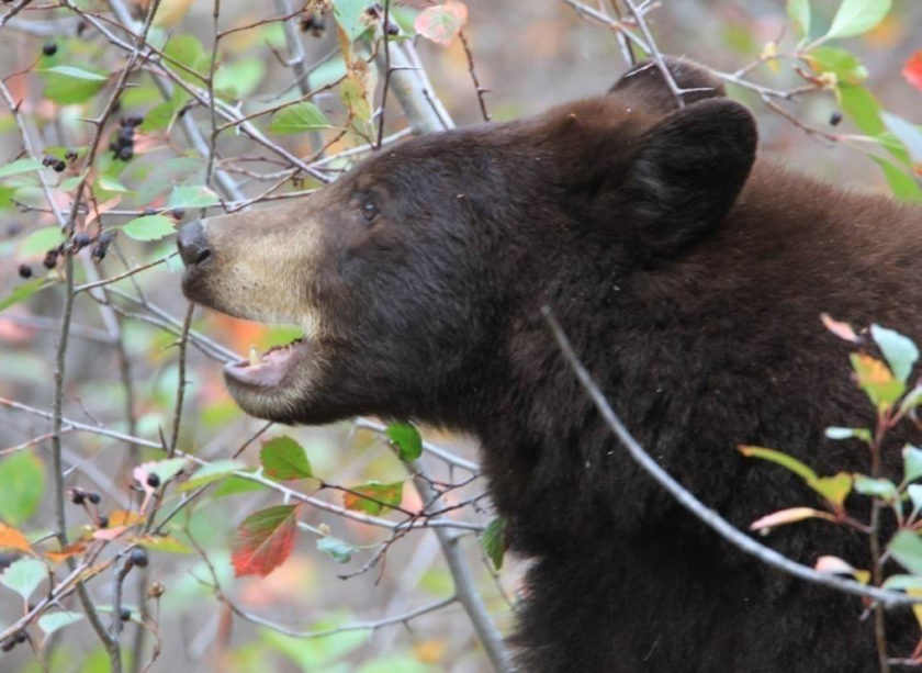 P.Potter black bear in hawthorne_cropped