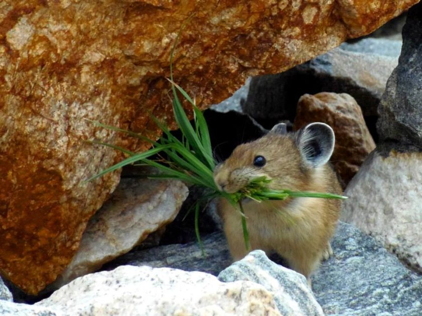 Pikas in Grand Teton