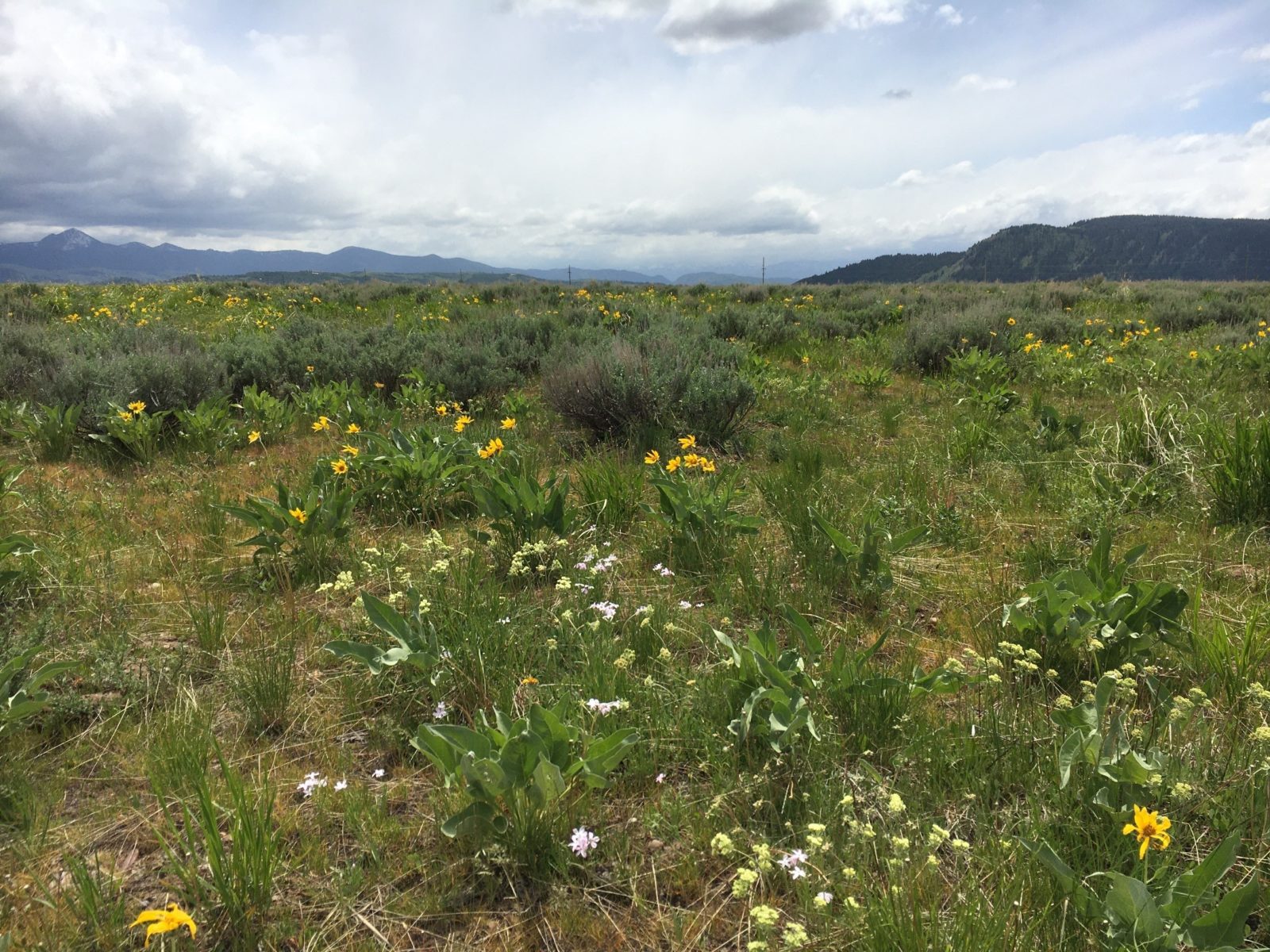 Photo 4 - Aspen Ridge Post Restoration 2021(2) This Kelly Hayfields plot is more than a decade into the restoration process and is filled with native plant life.