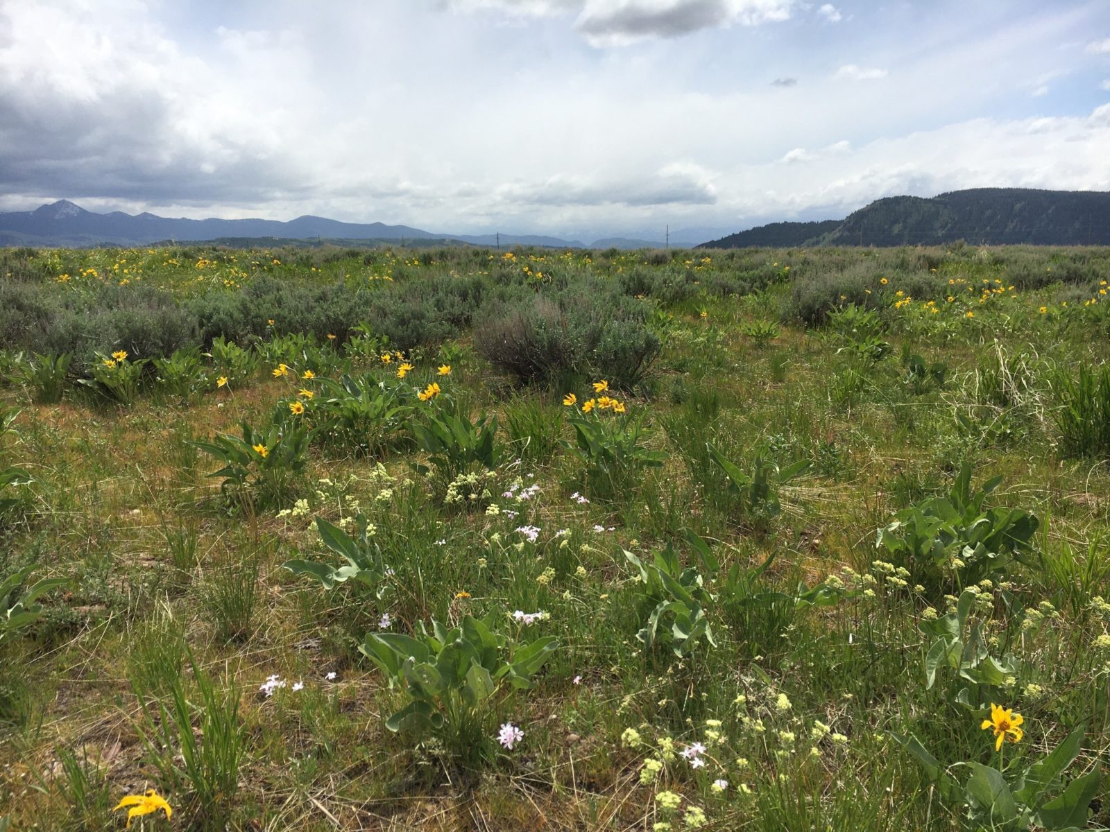 This Kelly Hayfields plot is more than a decade into the restoration process and is filled with native plant life.