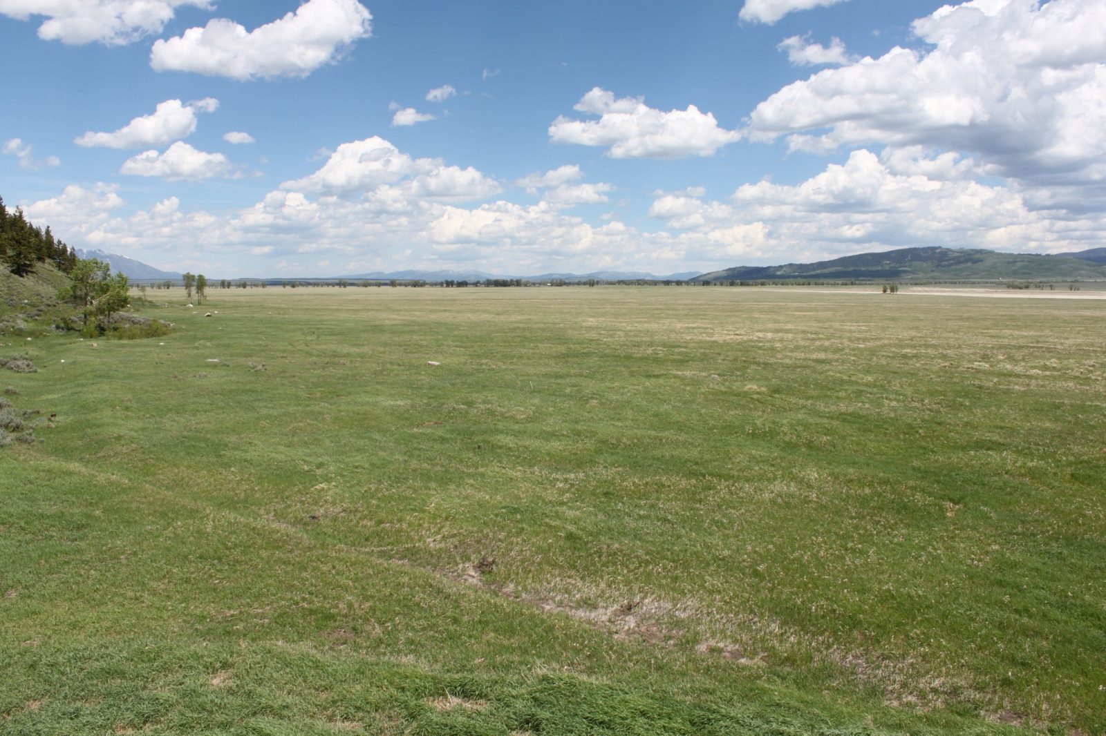 This is a plot within the Kelly Hayfields prior to restoration. The area is filled with smooth brome, a non-native grass planted by early settlers for livestock.