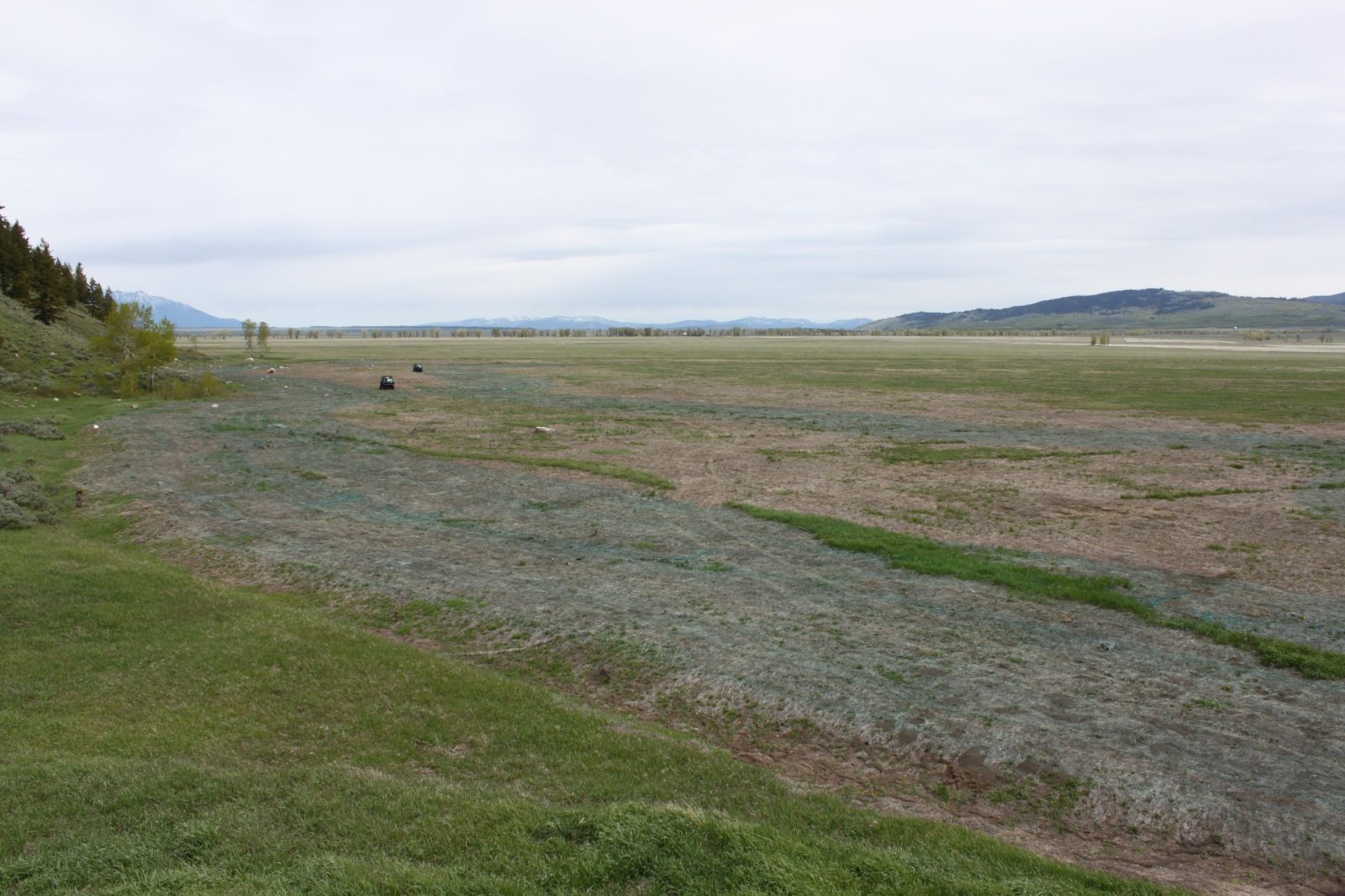 This is a Kelly Hayfields plot in the initial phase of restoration, the smooth brome has been killed to make way for native plants.