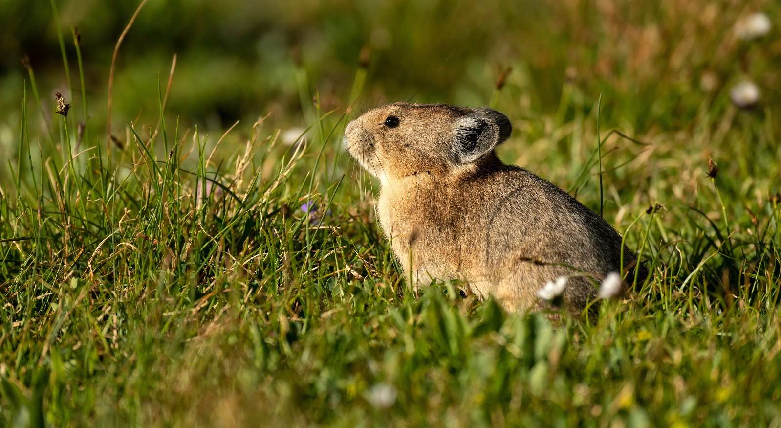 Grand Teton National Park Foundation - Pika Research