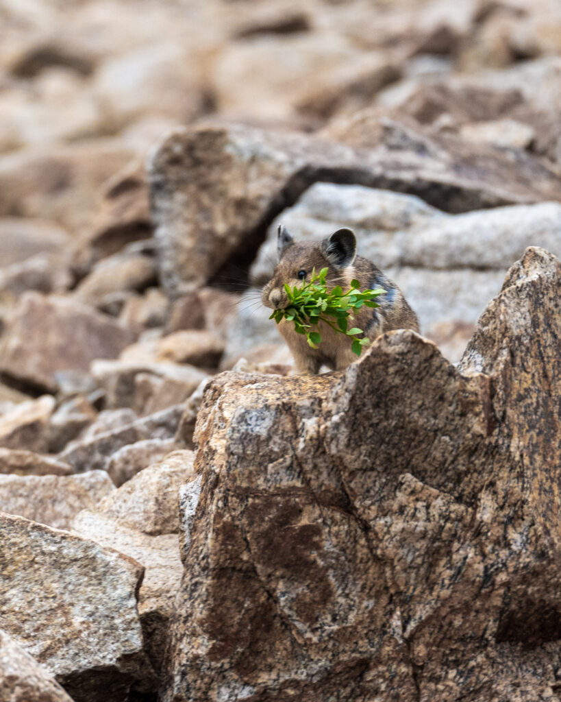 A pika gathers plants in the backcountry of Grand Teton.