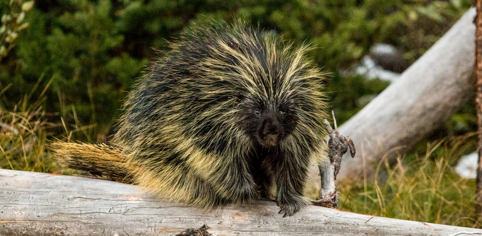 Porcupine