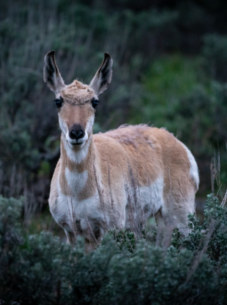 Wyoming Voices Support of Permanently Conserving the Kelly Parcel