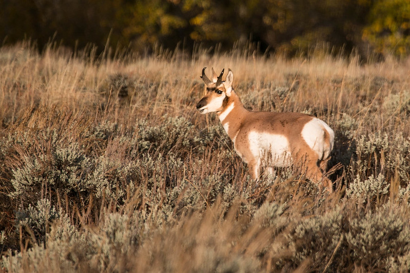 Most pronhorn antelope have begun migrating to their winter ranges outside of Grand Teton.