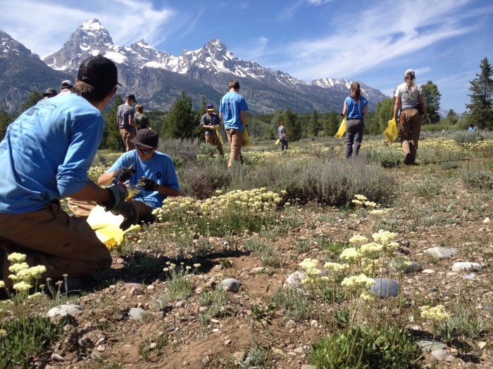 Pulling weeds with a view