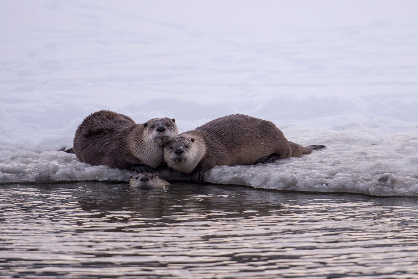 Ryan-Sheets---Otters---Winter_Cropped