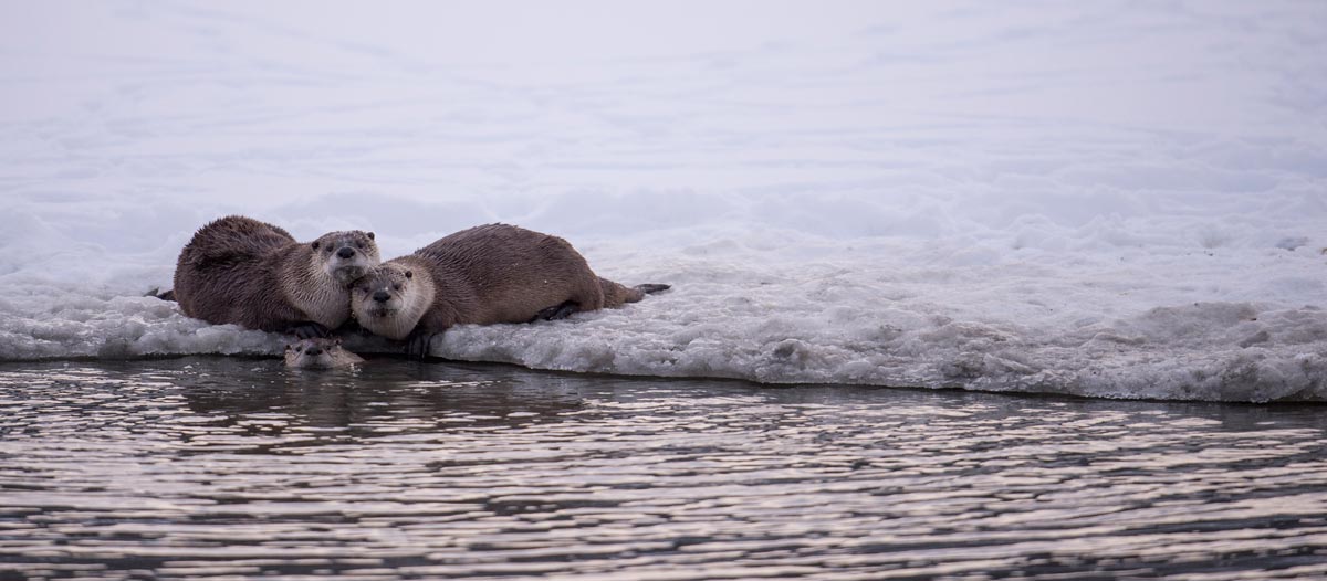 Ryan Sheets _Otters_Winter