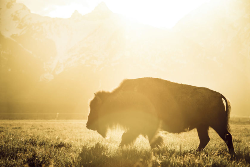 A bison moves across Antelope Flats during last light . Photo: Ryan Sheets.