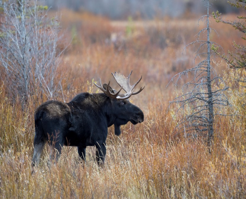 Ryan Sheets_Bull Moose Fall Blog