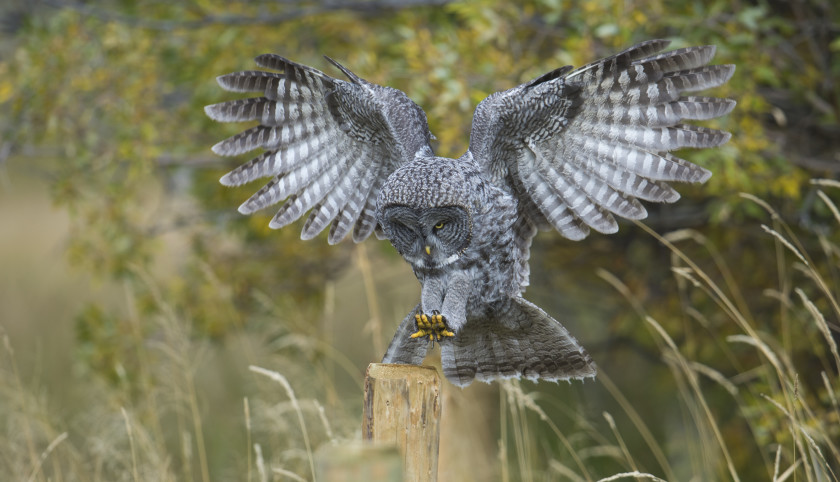 Ryan Sheets_Great Gray Owl Landing Fall