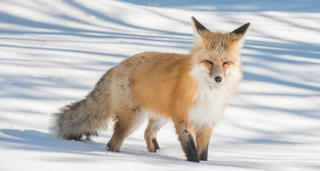 Foxes remain active all winter, using their keen senses to hunt for prey beneath the snow's surface,