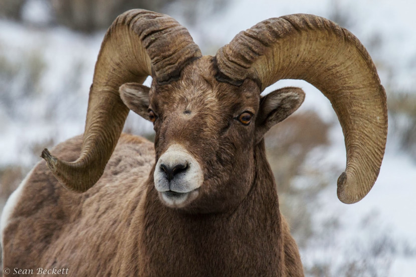 Sean-Beckett_big-horn-sheep_forweb