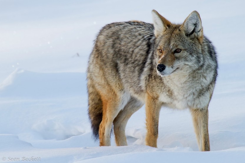 Sean Beckett_winter coyote