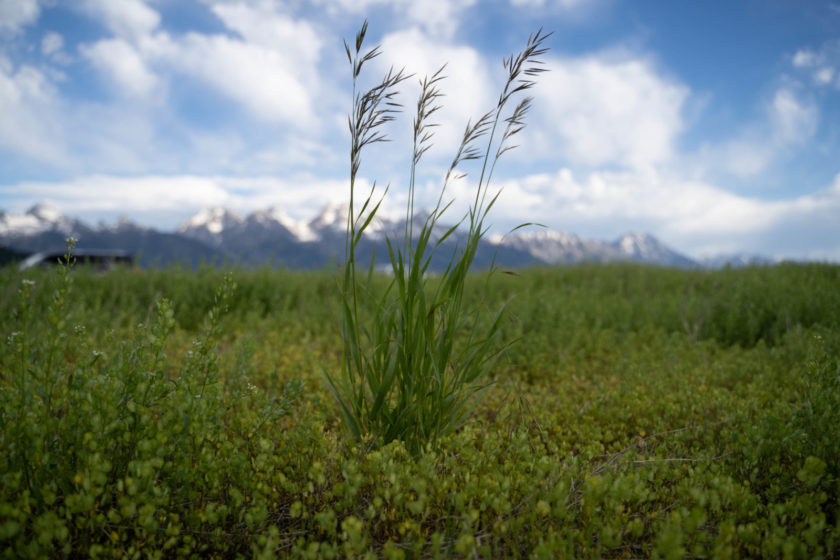 Early homesteaders planted smooth brome as a source of nutrition for livestock. Photo courtesy of Alpyn Beauty.