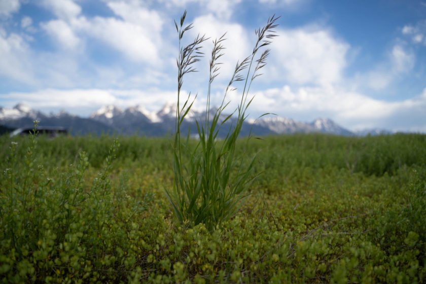 Smooth_Brome Early homesteaders planted smooth brome as a source of nutrition for livestock. Photo courtesy of Alpyn Beauty.
