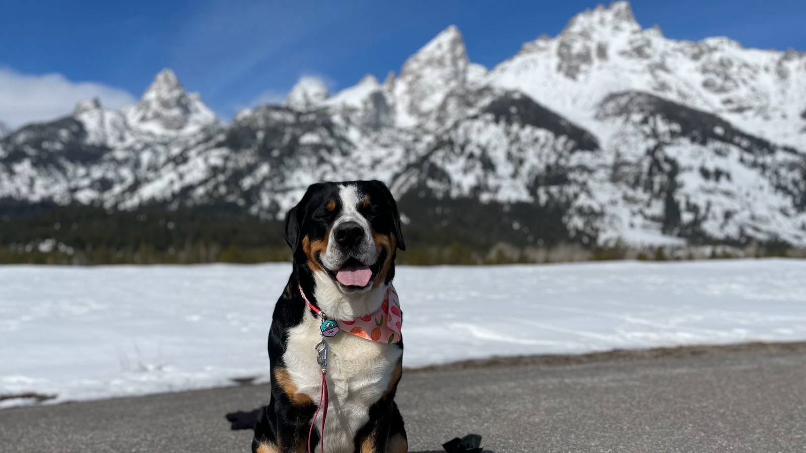 TRP Doggo TRP Doggo