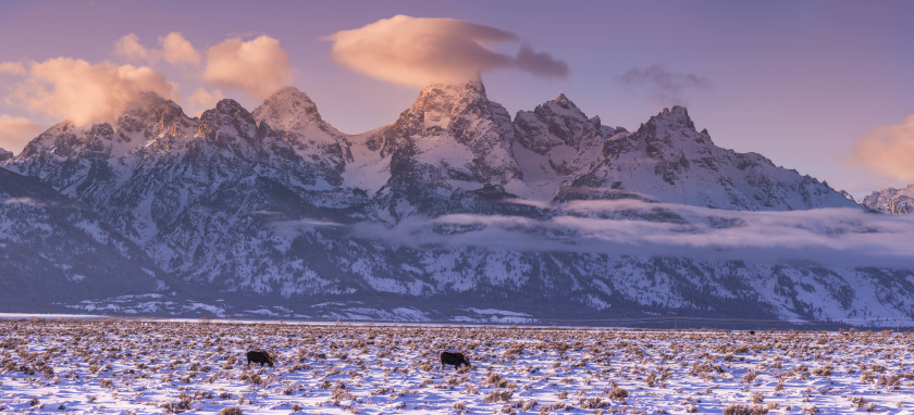 Teton Sunset with Moose