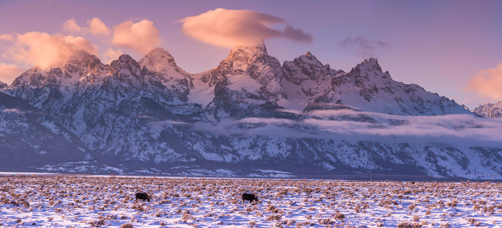 Most of Grand Teton's animals have been forced to lower elevations by deep snow in the mountains.