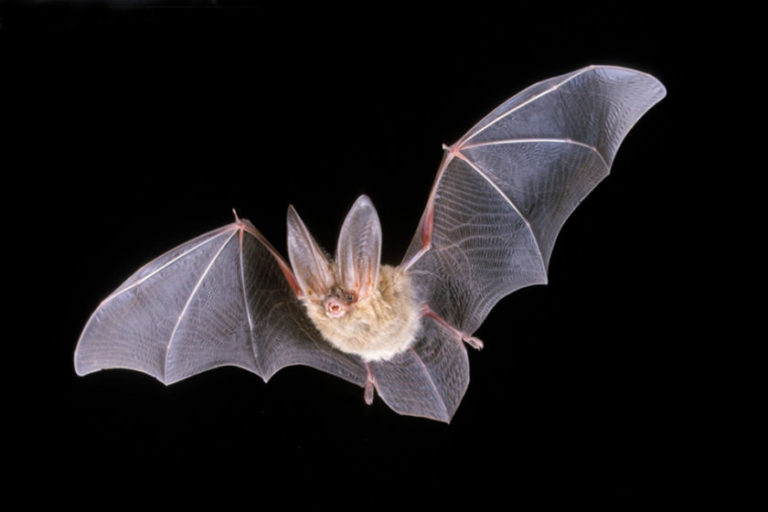 Park Biologists Take a Closer Look at Bats Grand Teton National Park