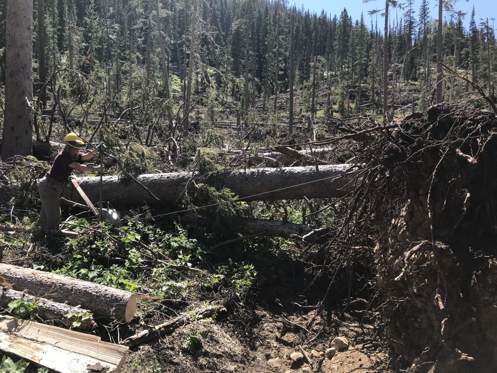 Using Grip hoist YCP members did some serious work in Death Canyon removing massive trees from the trail.