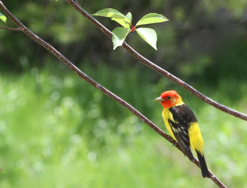 Western tanager cropped3
