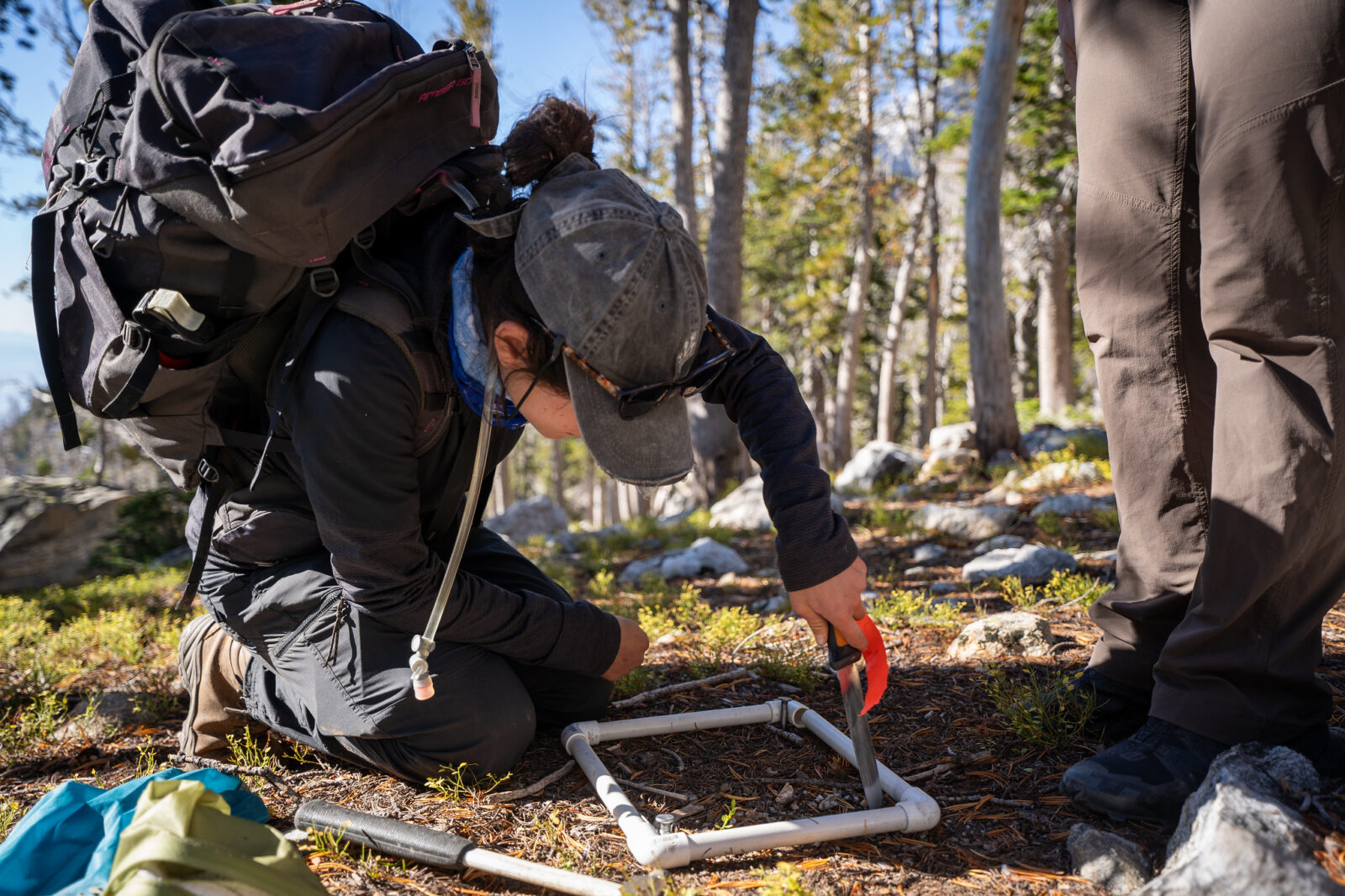 Grand Teton NPS working on whitebark pine seeding.